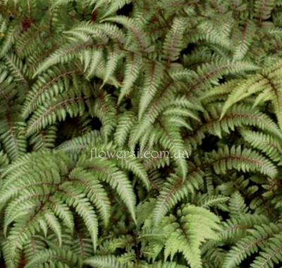  Кочедижник ніппонський Pewter Lace