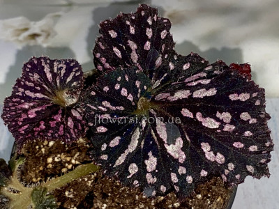 Бегонія DS-Тигрёнок