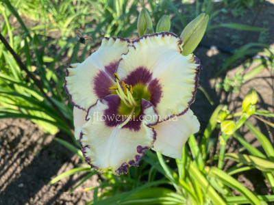 Сеянець № 30