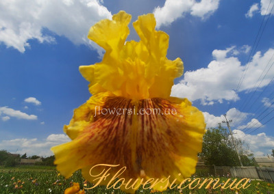 Ірис № 27 (Сіянець Г.Витiвськой)