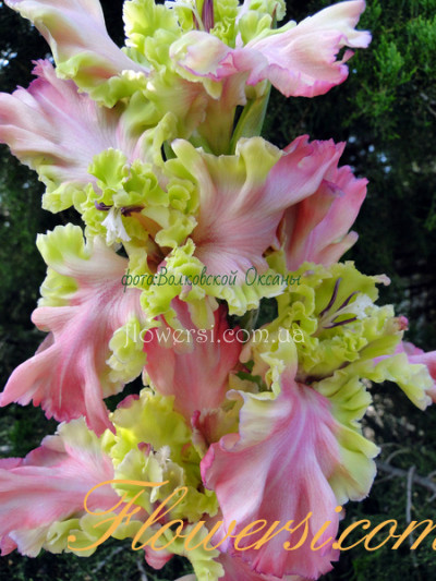  Гладiолус Подарок Феї 