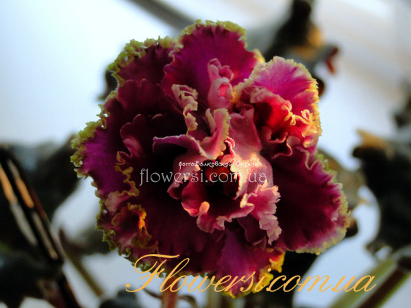 Фиалка  НК-Блаженство (спорт)