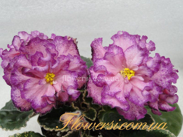 Фиалка  ЛЕ-Софья 