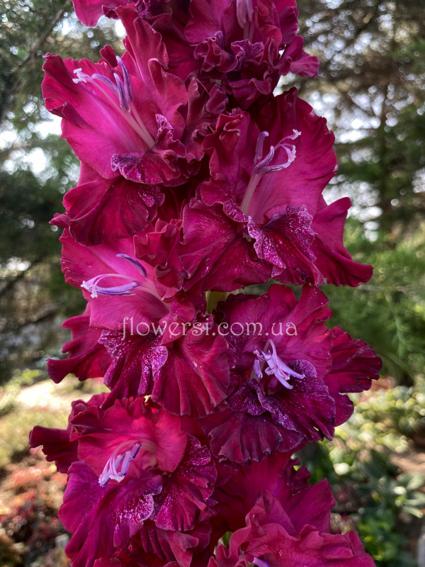 Гладiолус Пэц Вэтрас 