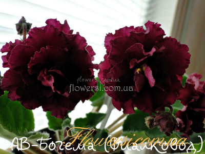 Фиалка АВ-Богема (Фиалковод)