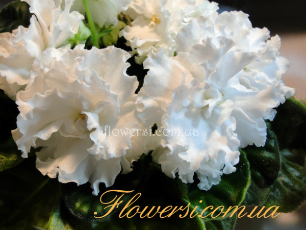 Фиалка НК-Бавовна