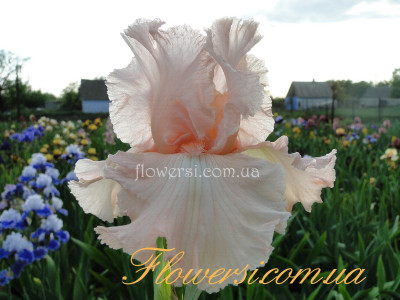 Ирис От Кутюр (Haute Couture) 