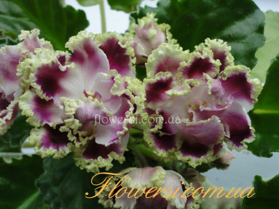 Фиалка РС-Ледяная Роза 