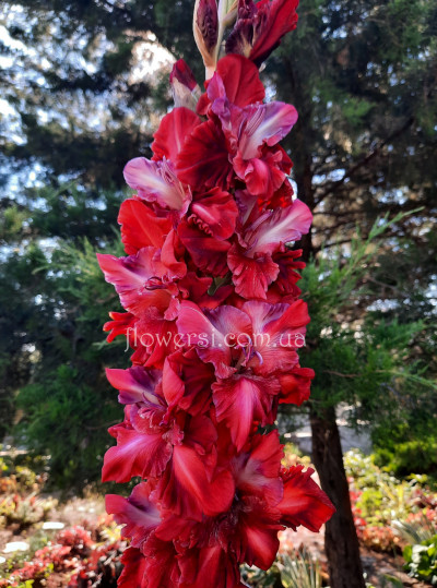 Гладiолус Самородок 