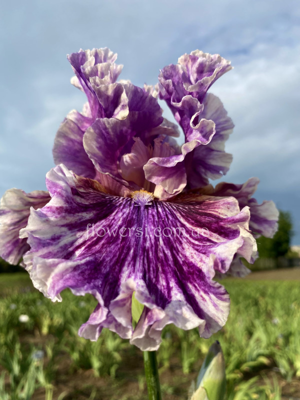 Ирис I Broke It (Ай Брок Ит)