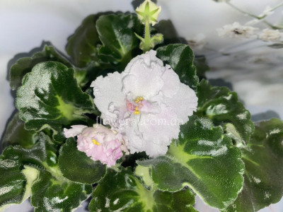 Фіалка ЛФ-Улыбка Ангела