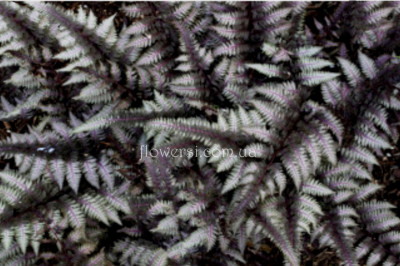  Кочедижник ніппонський Burgundy Lace