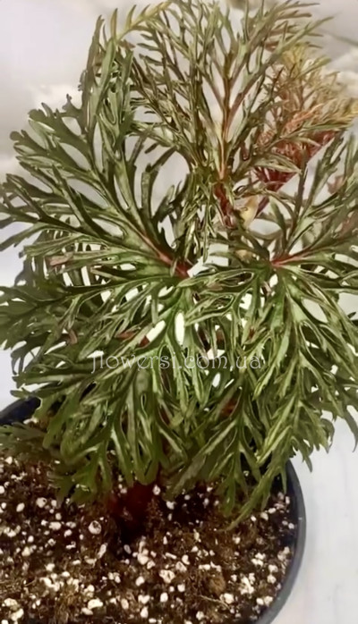 Бегонія Bipinnatifida