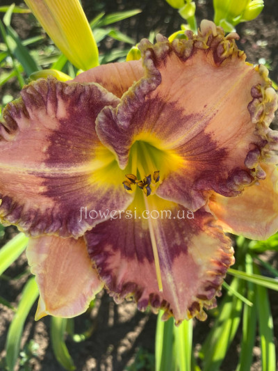 Сеянець № 27