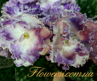 Фиалка НК-Персеїди