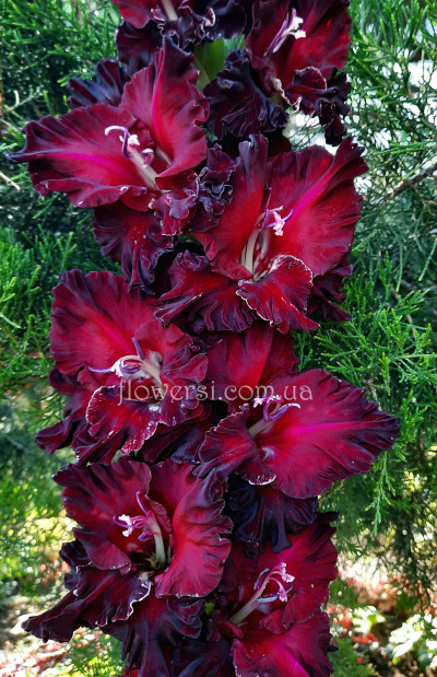  Гладiолус  Чорний дракон