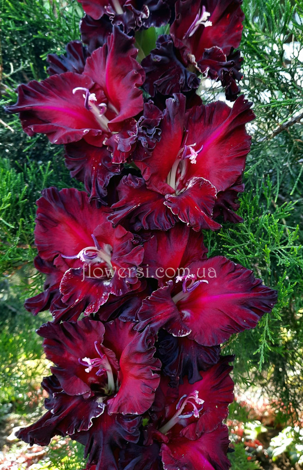 Гладiолус  Чорний дракон