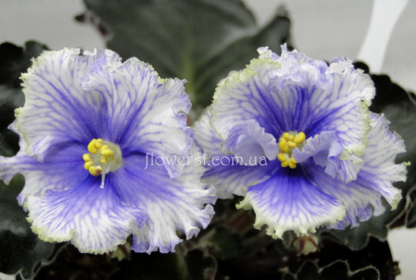 Фиалка ЛФ-Ледяные Узоры