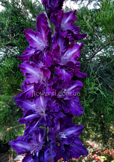 Гладiолус Флібустьєр