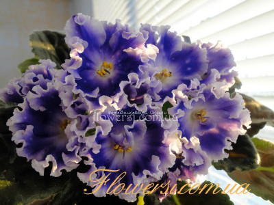 Фиалка НК-Спокійної Ночі