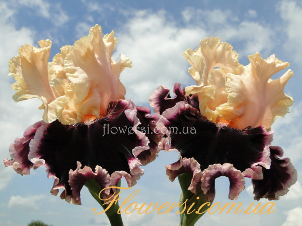 Ирис  Дэзл (Dazzle) 