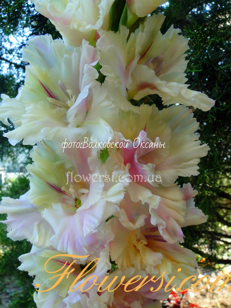 Гладiолус  Юкункун 