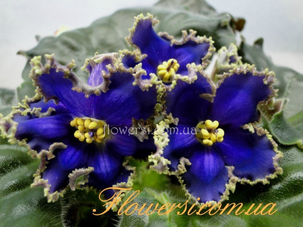 Фиалка РС-Зелёные Кораллы