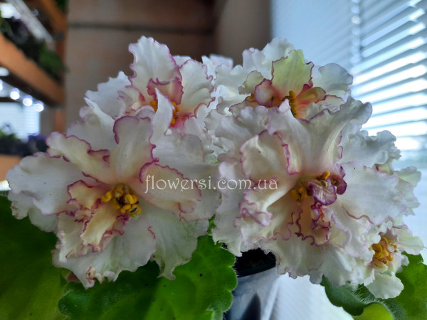 Фиалка АВ-Нарцисс