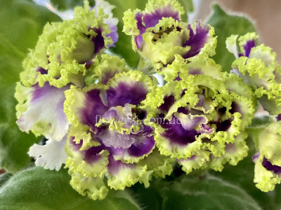 Фиалка ЕЛ-Морфида