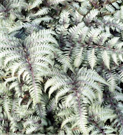 Кочедижник ніппонський Silver Falls