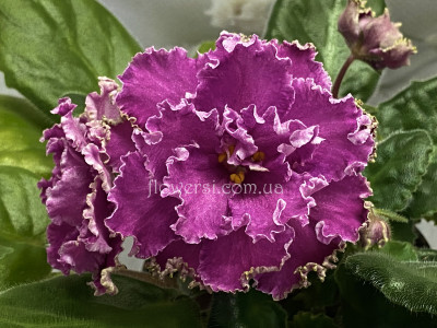 Фіалка АВ-Полный Восторг!