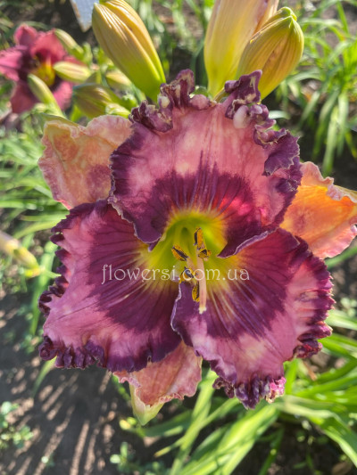 Сеянець № 23