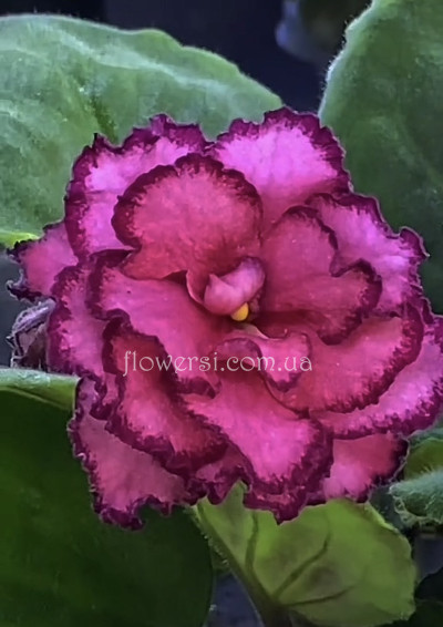 Фіалка ОВ-Кохання Моє