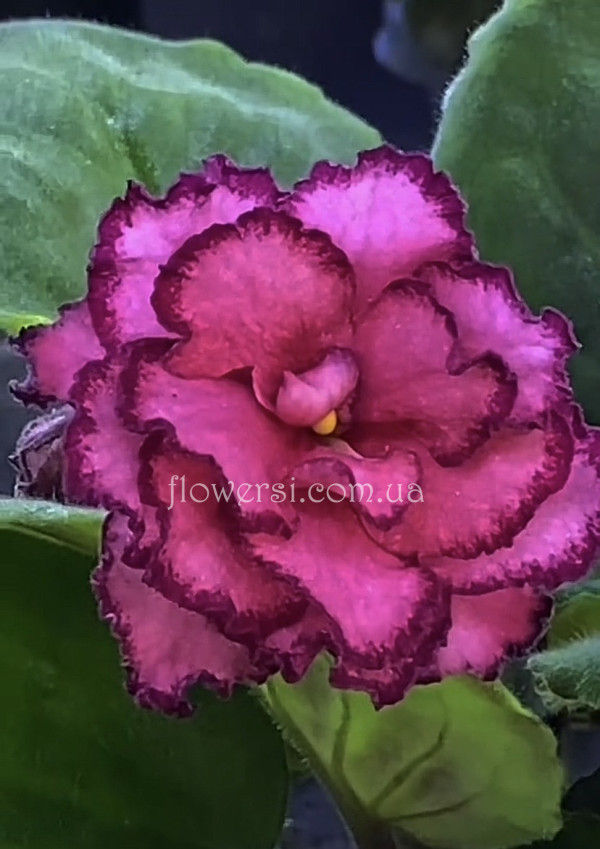 Фіалка ОВ-Кохання Моє