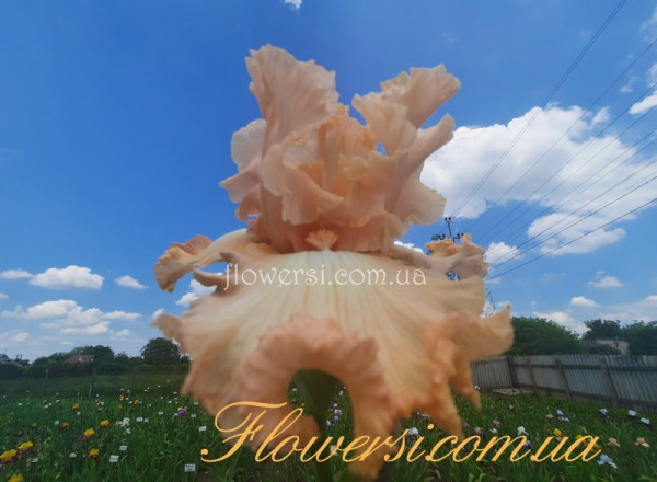 Ірис № 25 (Сіянець Г.Витiвськой)