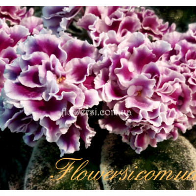 Фиалка ЕК-История Любви