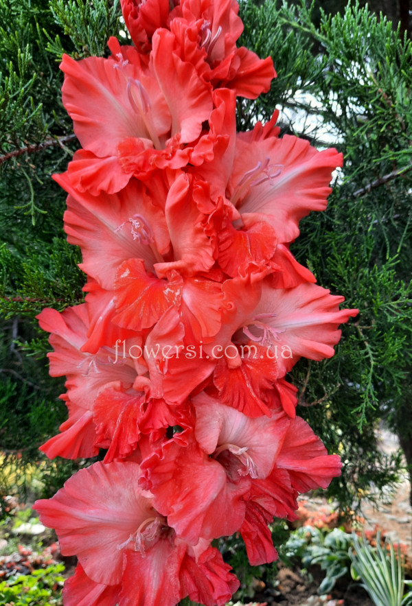  Гладiолус  Повелітель огня 