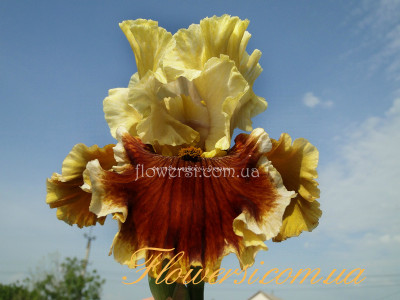 Ирис Сезон ин зе Сан (Seasons in the sun)