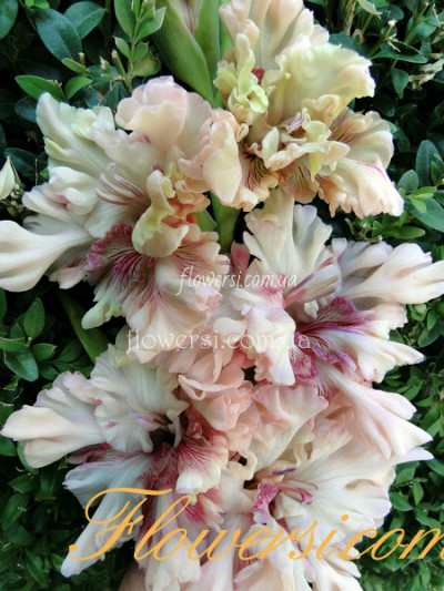 Гладiолус Той самий Мюнхгаузен