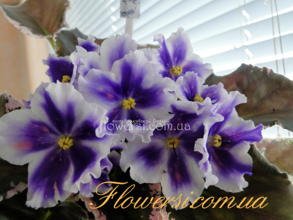 Фиалка ВаТ-Царь Горох