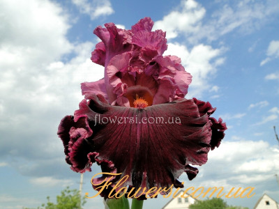 Ирис  Ап ин Флейм (Up in Flame) 