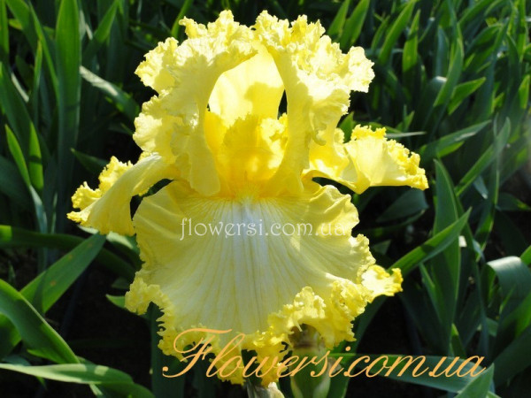 Ирис Ритси (Ritzy)