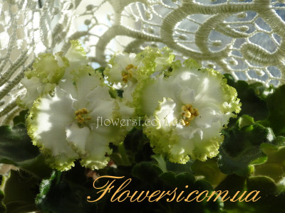 Фиалка Гриня (Дадоян)