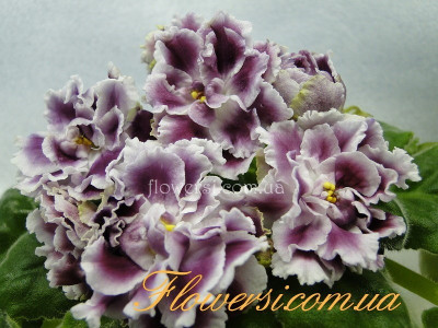 Фиалка РС-Герцогиня 