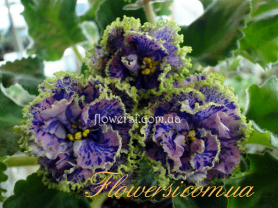 Фиалка ЛЕ-Арлекин