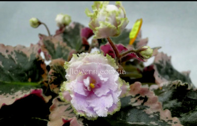 Фиалка Wrangler's Green Pastures (W.Smith)