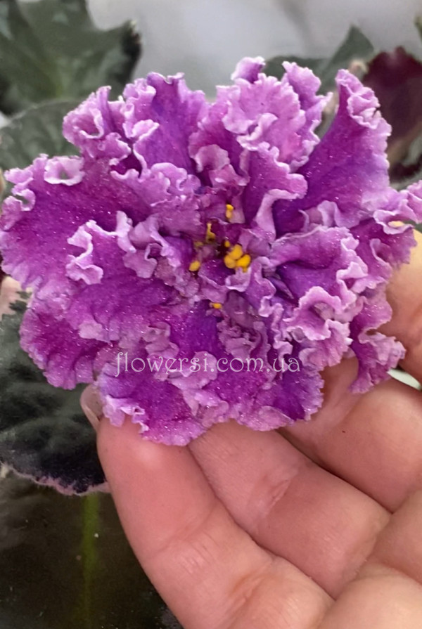 Фиалка ПТ-Еремей