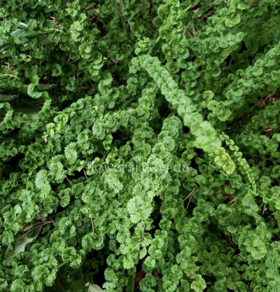 Кочедижник женский Frizelliae