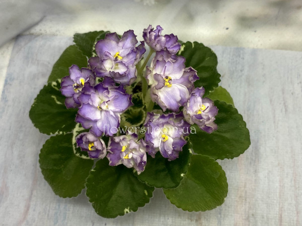 Фіалка Р-Лиловый Снег