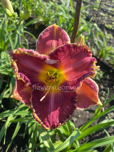 Сеянець № 22